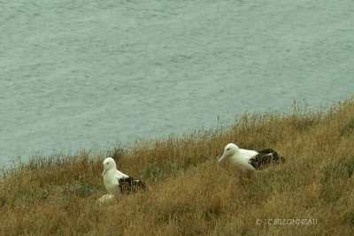 081-Grands-albatros.jpg