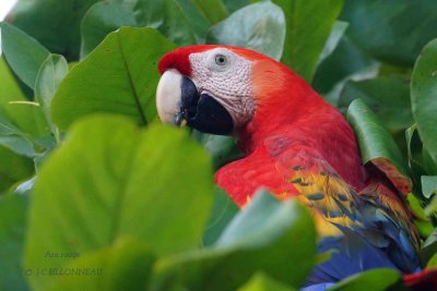 255 Scarlet Macaw.jpg