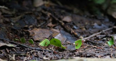 110-Fourmis-coupe-feuilles.jpg