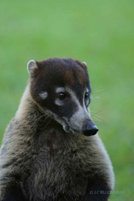 118-Coati--nez-blanc.jpg