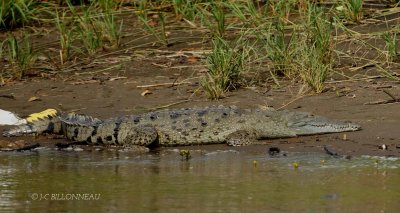 217-Crocodile-d'Amrique.jpg