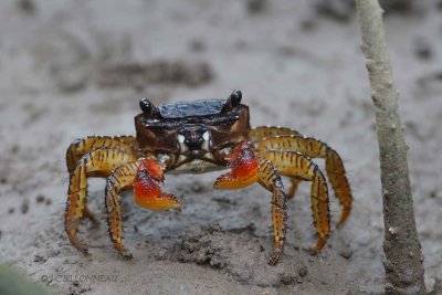 219-Crabe-des-mangroves.jpg