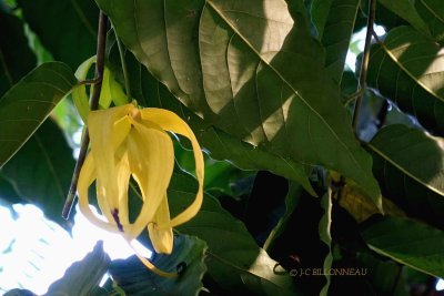 226-Ylang-ylang.jpg