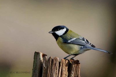 031-Mésange-charbonnière - FRANCE.jpg