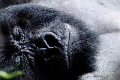 091-Gorille des montagnes-Dos argenté endormi - RWANDA.jpg