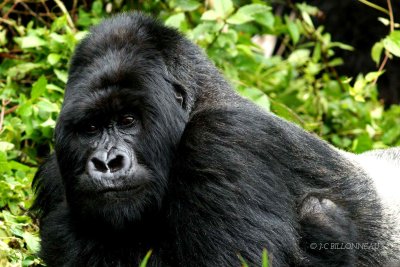 092-Gorille des montagnes-Dos argenté - RWANDA.jpg