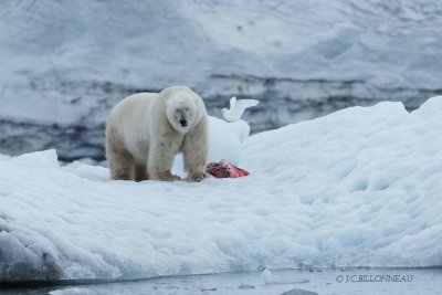 136-Ours-blanc - SVALBARD.jpg