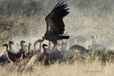 197-Chacal-et-vautours - NAMIBIE.jpg