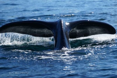 212-Baleine-franche - ARGENTINE.jpg