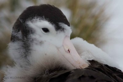 220-Albatros-hurleur au nid - ILE PRION.jpg