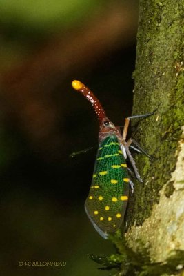 278-Mouche-lanterne - BORNEO.jpg