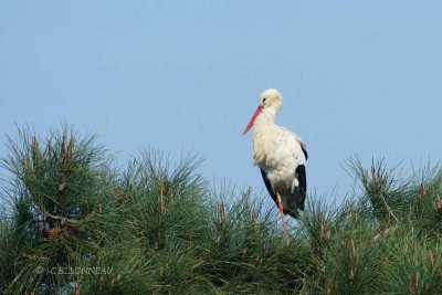 002 Cigogne blanche.jpg