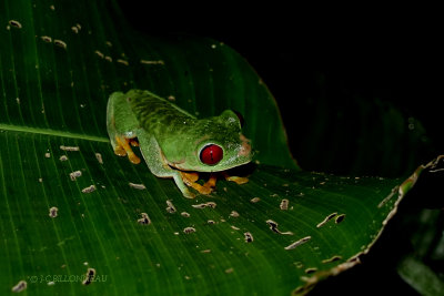 293 Reinette aux yeux rouges - COSTA RICA.JPG