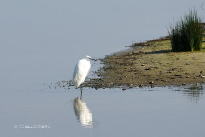 003 Aigrette garzette.JPG