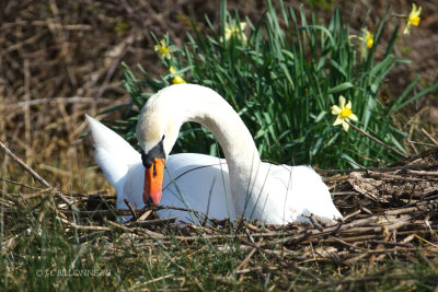 004 Cygne tuberculé.JPG