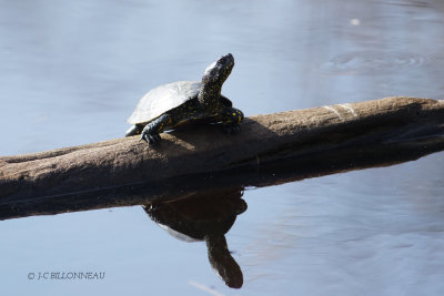 006 Tortue d'eau.JPG