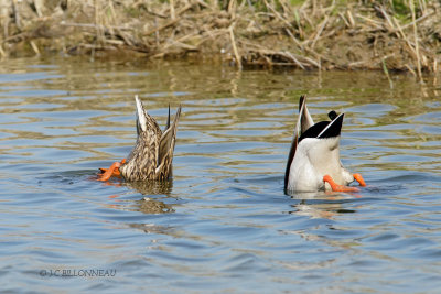 008 Couple de canards colvert.JPG