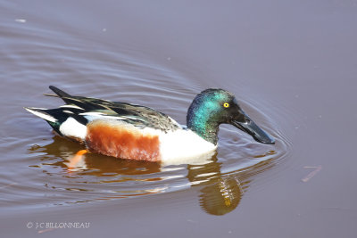 015 Canard souchet mâle.JPG