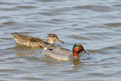 016 Couple de sarcelles d'hiver.JPG