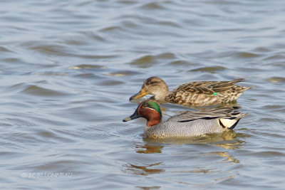 017 Couple de sarcelles d'hiver.JPG