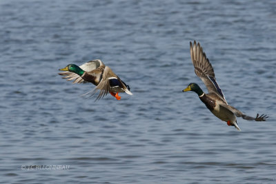 020 Canards colvert mles.JPG