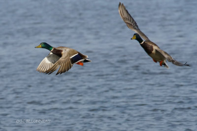 021 Canards colvert mles.JPG