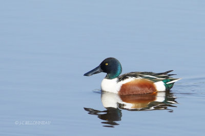 022 Canard souchet mâle.JPG
