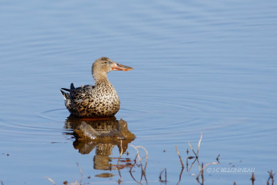 023 Canard souchet femelle.JPG