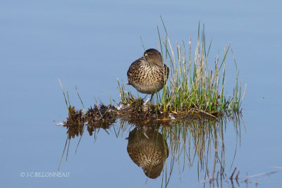 024 canard souchet femelle.JPG