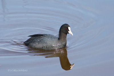 026 Foulque macroule.JPG