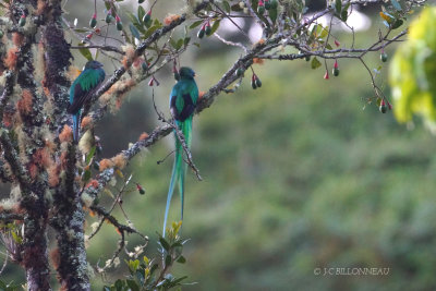 296 Couple de quetzals resplendissants - COSTA RICA.JPG