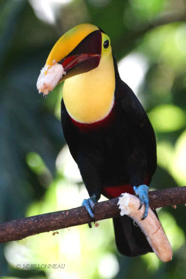 297 Toucan de Swainson - COSTA RICA.jpg