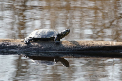 028 Tortue d'eau.JPG