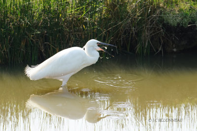 049 Aigrette garzette.JPG