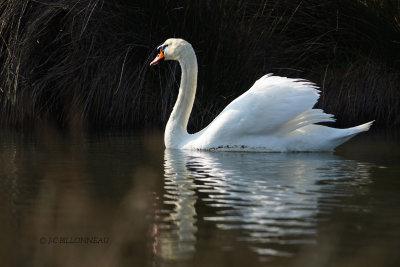 051 Cygne tuberculé.JPG
