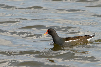 052 Gallinule poule-d'eau.JPG