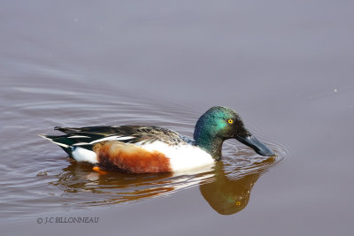 055 Canard souchet mâle.JPG