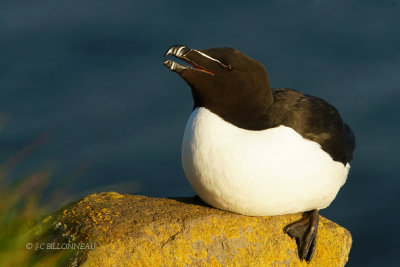 321 Pingouin torda - ISLANDE.JPG