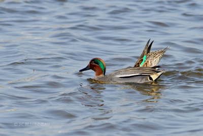 068 Couple de sarcelles d'hiver.JPG