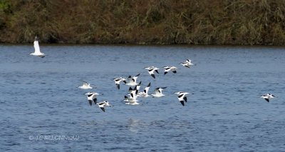 074 Avocettes lgantes.JPG