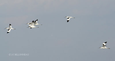 077 Avocettes élégantes- défécation.JPG