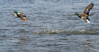 078 Canards colvert mâles.JPG