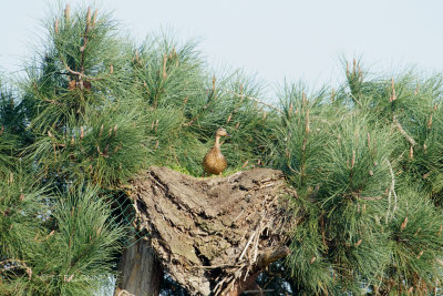 079 Canard colvert femelle.JPG