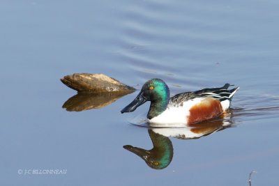 085 Canard souchet mâle.JPG