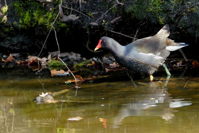 088 Gallinule poule-d'eau.JPG