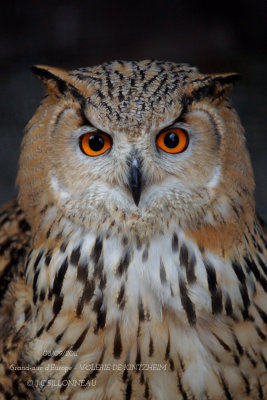 Eurasian Eagle-Owl.1.JPG