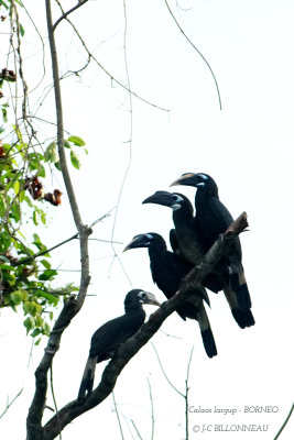 Bushy-crested Horbill.JPG