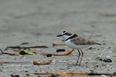 Kentish Plover male.JPG