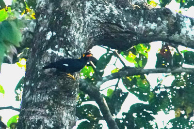 Common Hill Myna.JPG