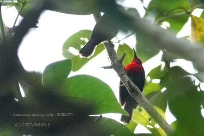 Crimson Sunbird male.JPG